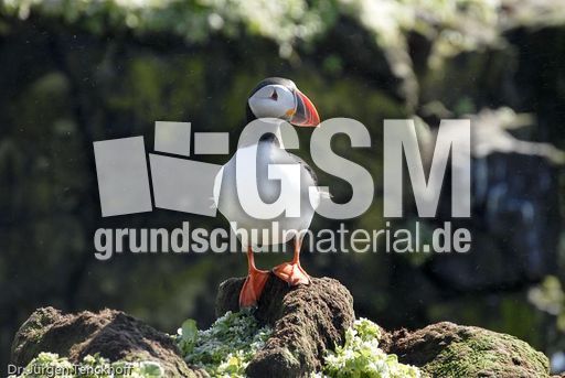 Papageitaucher (14 von 20).jpg